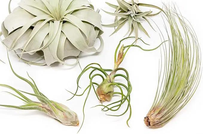 10 Pack of Large Tillandsia Air Plants - Xerographica, Juncea, Bulbosa, Caput Medusae & Harrisii- Live Succulent House Plants Availabe in Wholesale and Bulk - Easy Care Indoor and Outdoor Plant by GreenHaven Gardens