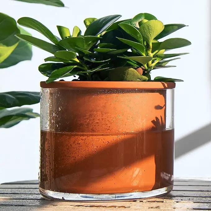Phoenix Vine 6 Inch Self Watering Plants Pot, Design Terracotta Pot for Plants, Indoor Cylinder Terra Cotta Planter with Glass Vase, Set of 1, 51-A-F-1 by GreenHaven Gardens