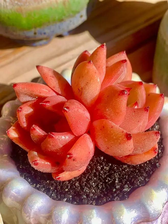 FWPP Echeveria Champagne Rare Live Succulent Plants, Wine 2.5 inches Live Plants Indoor,Bare Root Without Pot Soil,Desk Wedding Baby Shower Decoration Friend Plant Lover Gift by GreenHaven Gardens