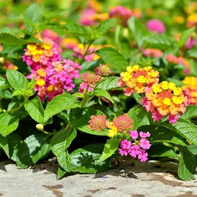 Lantana Confetti | 10 Live Plants | Lantana Camara | Colorful Garden Shrub | Drought Tolerant Perennial Plants by GreenHaven Gardens