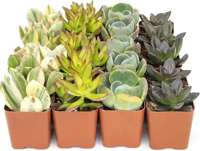 Succulents Plants Live (20PK) Potted Succulent Plants Live House Plants, Cactus Plants Live Plants Indoor Plants Live Houseplants, Indoor Plant Succulents Live Plant House Plant by Plants for Pets by GreenHaven Gardens