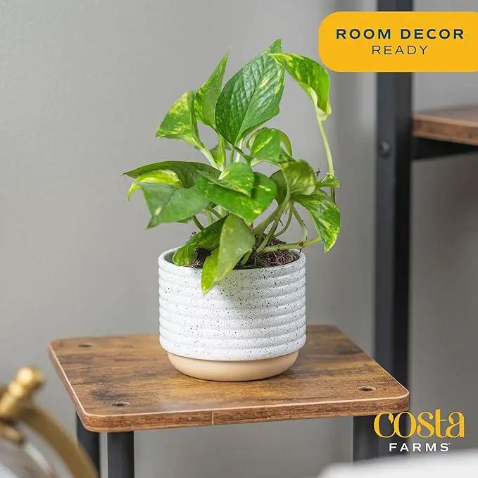 Costa Farms Live Pothos Plant, Easy Care Vining Live Indoor Houseplant, Air Purifying Trailing Plant Potted in Premium Decor Pot, Potting Soil, Gift for Office and Home Decor, 8-Inches Tall by GreenHaven Gardens