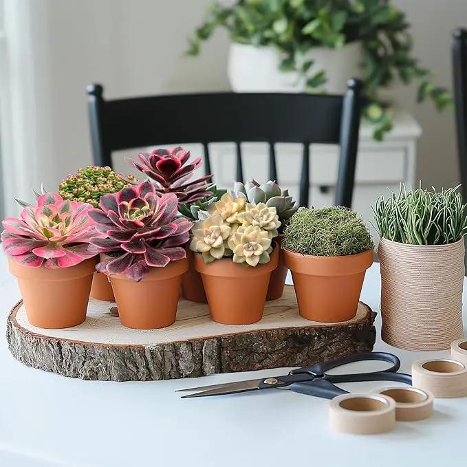 Live Succulents 'Apricot Beauty' (4-inch), Succulent Plants Fully Rooted in Pots with Soil, Easy-Care House Plant for DIY, Home Office Decor, Wedding Party Favor by GreenHaven Gardens