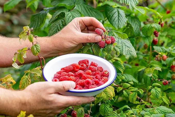 Premium Raspberry Potting Soil Mix - Optimal Blend for Thriving and Juicy Berries - 2 Quart by GreenHaven Gardens