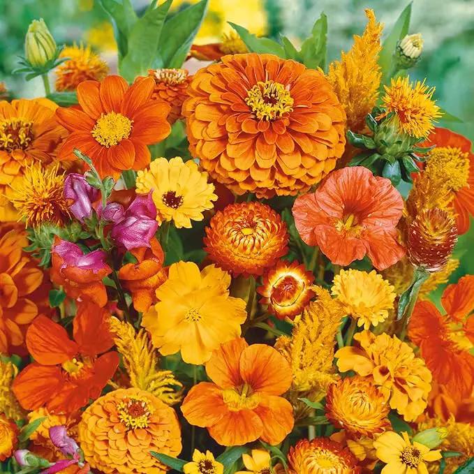 Eden Brothers Orange You Glad Flower Mixed Seeds for Planting, 1 lb, 480,000+ Seeds with Dahlia, Double Strawflower | Attracts Pollinators, Plant in Spring or Fall, Zones 3, 4, 5, 6, 7, 8, 9, 10 by GreenHaven Gardens
