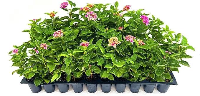 Lantana Confetti | 30 Live Plants | Lantana Camara | Colorful Garden Shrub | Drought Tolerant Perennial Plants by GreenHaven Gardens