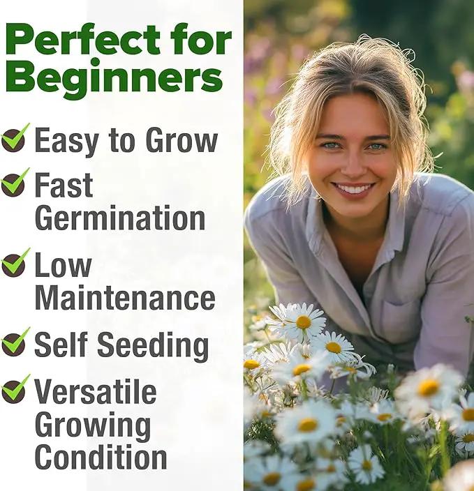 HOME GROWN 𝗨𝗦𝗔 𝗣𝗥𝗘𝗠𝗜𝗨𝗠 German Chamomile Seed Pack – 2,280 𝗡𝗢𝗡-𝗚𝗠𝗢 Heirloom Seeds for Planting for Sustainable Gardens and Soothing Medicinal Herbal Teas (Matricaria chamomilla) by GreenHaven Gardens