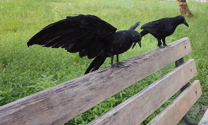 2-Pack Realistic Crows Lifesize Extra Large Handmade Black Feathered Crow for Halloween Decorations Birds, L (13 inch+12 inch) by GreenHaven Gardens