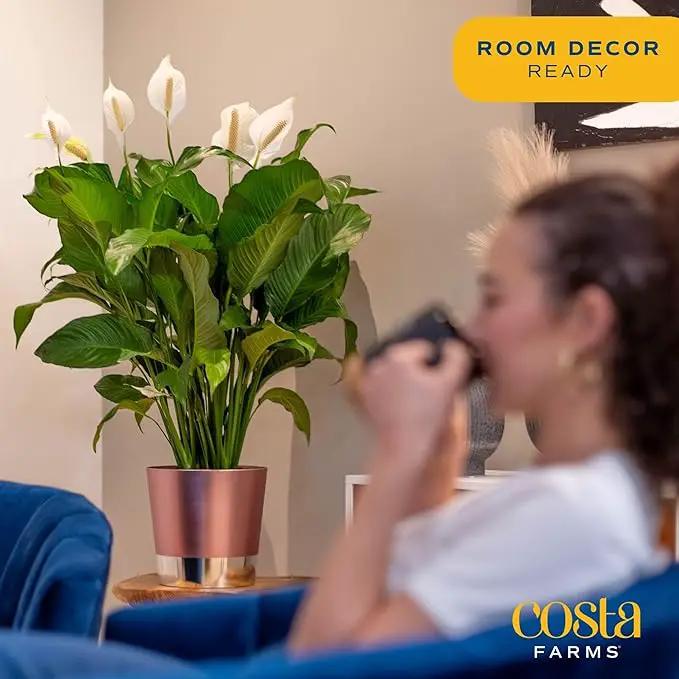Costa Farms Premium Live Indoor Peace Lily Spathiphyllum, Marble Ceramic Decorator Pot 15-Inches Tall, Shipped Fresh from Our Farm by GreenHaven Gardens