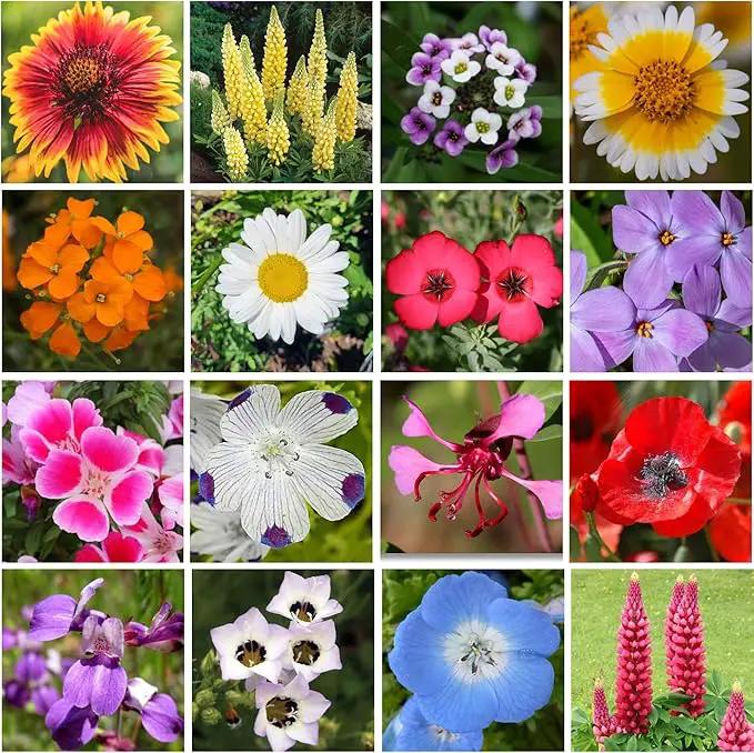 Geva Grow on The Go Seed Shaker - Northwest Wildflower Seeds Regional Mix - Organic, Non-GMO - 100% Pure Seed - 20 Different Wildflowers Seeds of Annual and Perennial, 2oz by GreenHaven Gardens
