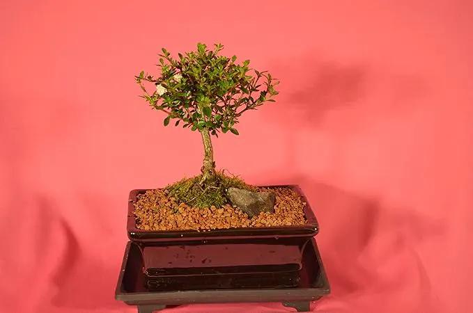 Serissa Snow Rose by GreenHaven Gardens