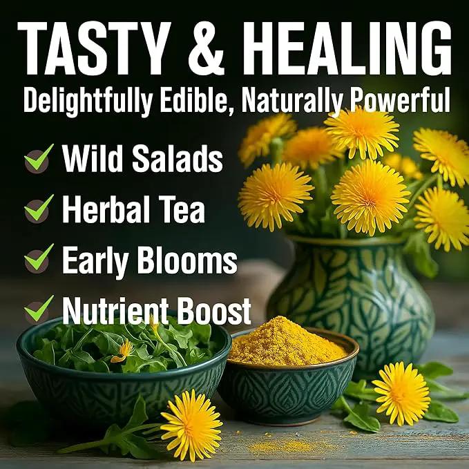 HOME GROWN 𝗨𝗦𝗔 𝗣𝗥𝗘𝗠𝗜𝗨𝗠 Dandelion Seeds for Planting – 600 Heirloom Medicinal Herb Seeds (~0.3g) 𝗡𝗢𝗡-𝗚𝗠𝗢 Grow Edible Leaves and Flowers for Remedies or Wildlife (Taraxacum officinale) by GreenHaven Gardens