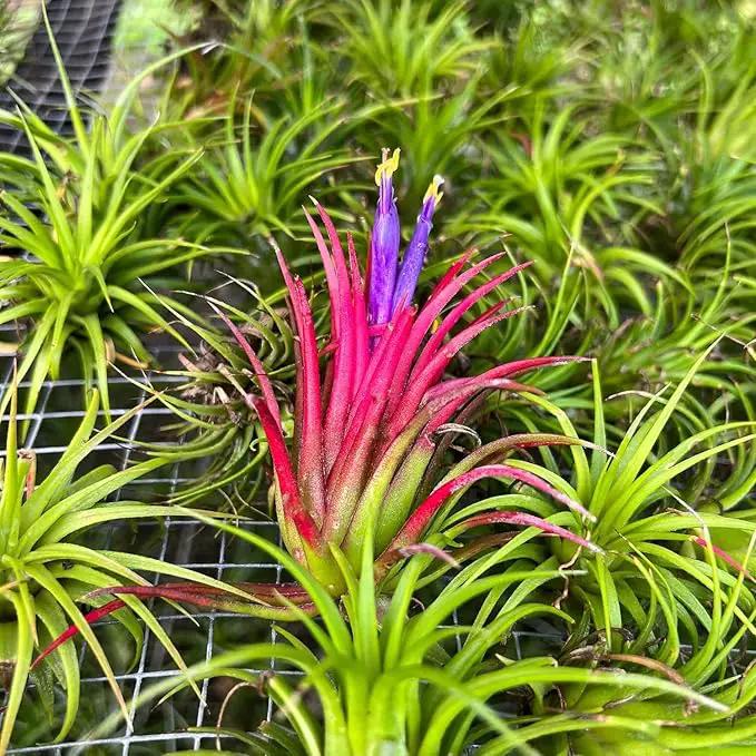 Air Plants - Tillandsia Ionantha Pack, Regular 1-3" - 12ct - Live Arrival Guaranteed - House Plants for Home Decor & Gift by GreenHaven Gardens