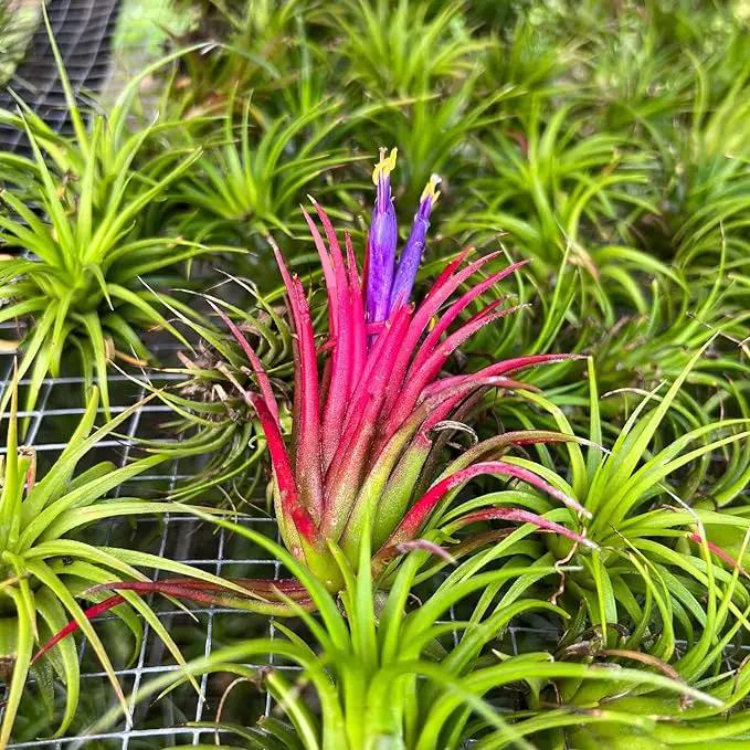 Air Plants Bulk - Tillandsia Ionantha Wholesale Pack, Regular 1-3" - 25ct - Live Arrival Guaranteed - House Plants for Home Decor & Gift by GreenHaven Gardens