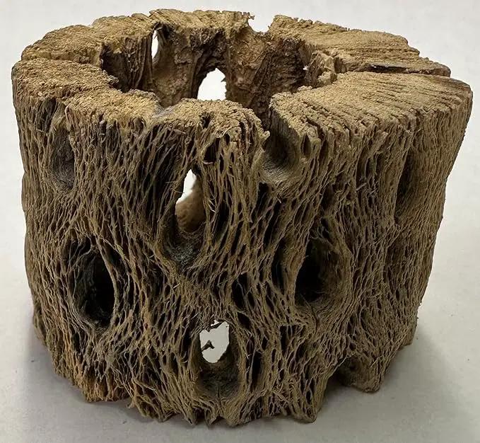 3 Natural Cholla Wood Air Plant Display Holders Individually Unique Round Decorative Stands (3 Pack Cholla Rounds) by GreenHaven Gardens