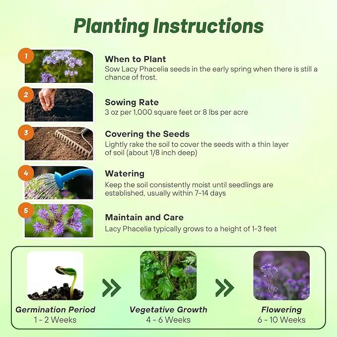 Outsidepride Lacy Phacelia Seeds for Planting - 1 Lb. Annual, Drought-Tolerant Wildflower Seeds with Light Violet Flowers, Ideal for Pollinator Gardens, Erosion Control, & Attracts Bees & Butterflies by GreenHaven Gardens