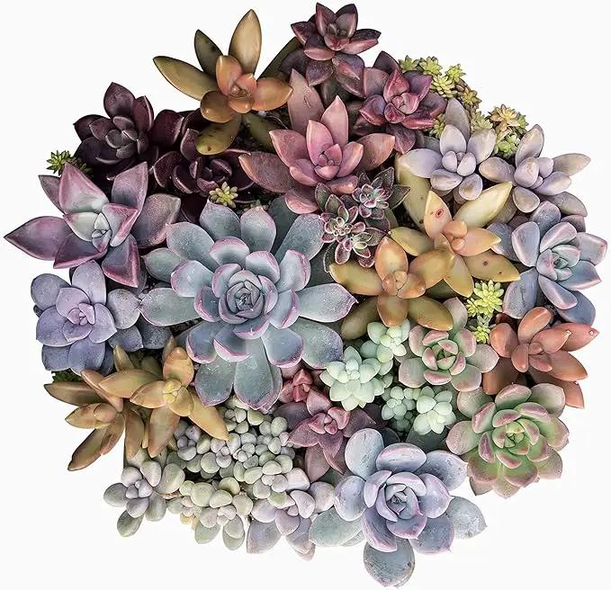 Altman Plants, Live Succulents Plants (50 Pack), Nursery Pots Variety Pack, Bulk Succulents Plants Live Plants Indoor Plants Live House Plants Indoors Live Indoor Plants Live Houseplants Live Indoor by GreenHaven Gardens
