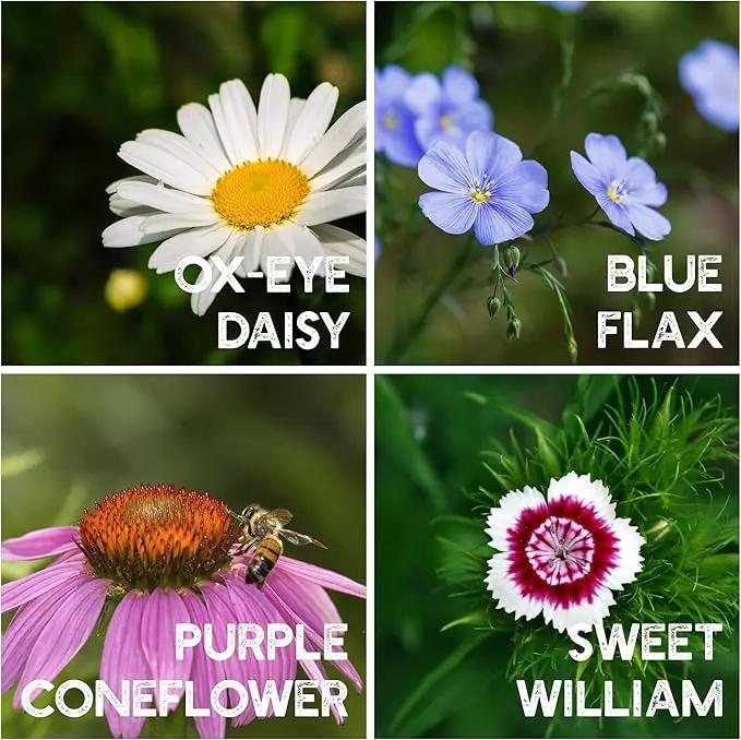 All Annual Wildflower Seeds Mix – 1 lb, 16,000+ Seeds – 21 Flower Varieties Including Poppy, Indian Blanket, Flax – Attracts Pollinators – Bulk Wildflower Seed for Planting by GreenHaven Gardens