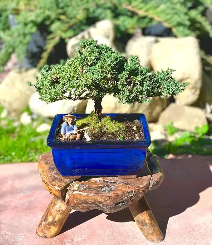 Live Dwarf Juniper Bonsai Tree 7 Year Old | Juniper or Jade Bonsai Tree | Indoor/Outdoor | 100% Handcrafted| Home and Office Décor | Best Gift for Holiday by GreenHaven Gardens