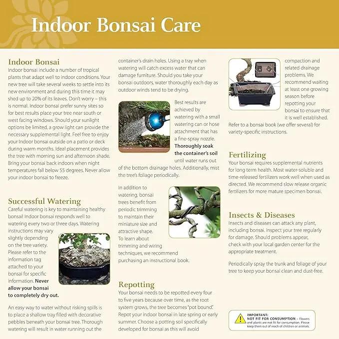 Brussel's Bonsai Live Golden Gate Ficus Indoor Bonsai Tree - Small, 4 Years Old, 5 to 8 In - Live Bonsai Tree in Ceramic Bonsai Pot with Humidity Tray by GreenHaven Gardens