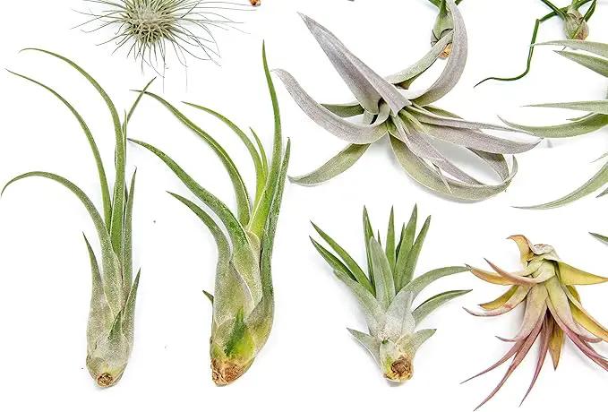 25 Grab Bag Pack Small & Medium Air Plants - Fertilizer Packet - Wholesale - Bulk - Live Tillandsia - Easy Care House Plant - Succulents by GreenHaven Gardens