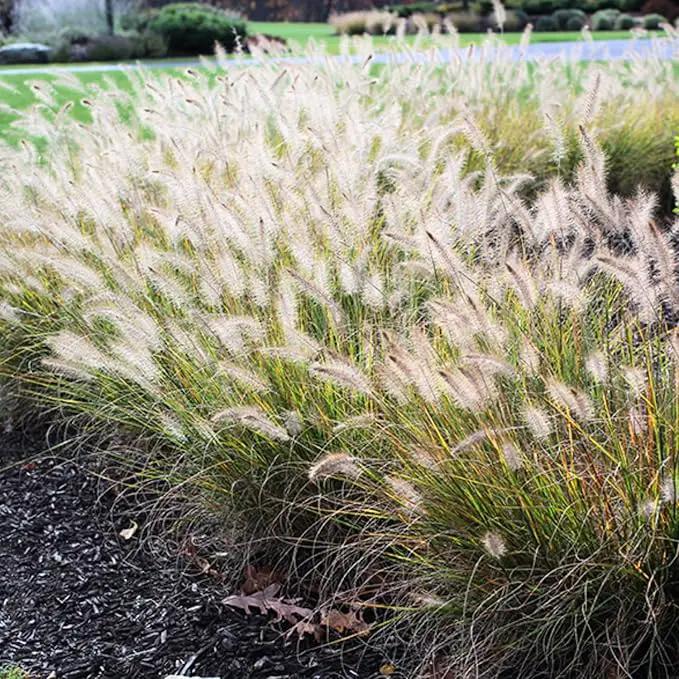 Pack 3 Fountain Grass Plants Live, 5-9 Inch Tall, Ornamental Grasses Live Plants Perennial, Well-Rooted Perennial Grass Clumps (White Fountain Grass) by GreenHaven Gardens