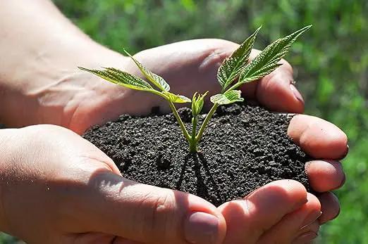 Organic Worm Castings Earthworm Castings Fertilizer for Nutrient-Rich Soil and Healthy Plant Growth (5 QUARTS) by GreenHaven Gardens