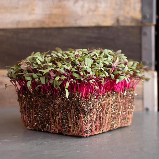 Beet Seeds - Red Round - 1 Lb ~24,000 Seeds - Beta vulgaris - Microgreens Seed - Non-GMO, Heirloom, Open Pollinated, Annual by GreenHaven Gardens