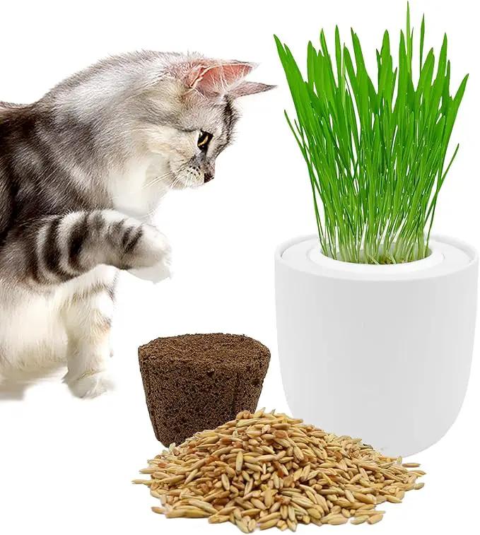 Ceramic Pot Cat Grass for Indoor Cats with Organic Cat Grass Seed Mix – Safe Pet Grass for Cats and Small Pets | Easy-to-Grow Indoor Garden for Pet Digestion (White) by GreenHaven Gardens