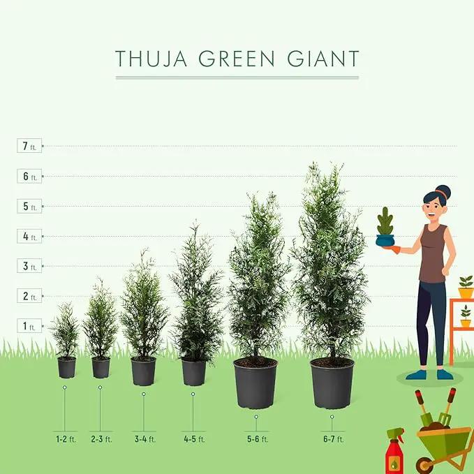 Brighter Blooms - Thuja Green Giant, 3-4 Feet - Live Plant - No Shipping to AK, AZ, HI, OR by GreenHaven Gardens