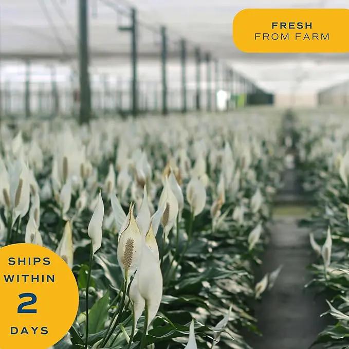 Costa Farms Peace Lily, Live Indoor Plant with Flowers, Easy to Grow Houseplant in Decorative Pot, Potting Soil, Thinking of You, Get Well Soon Gift, Room Decor, 1 Foot Tall by GreenHaven Gardens