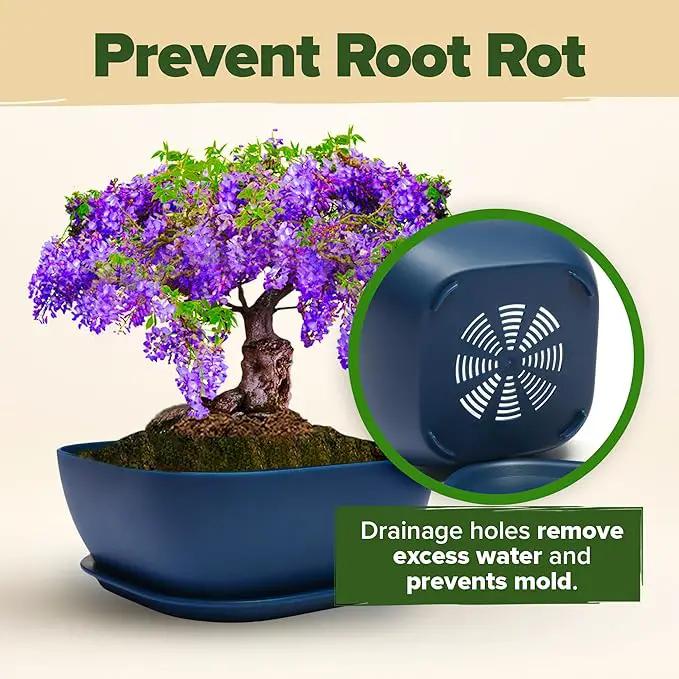 Bonsai Tree Kit - Gifts for Men & Women (Master Kit) by GreenHaven Gardens