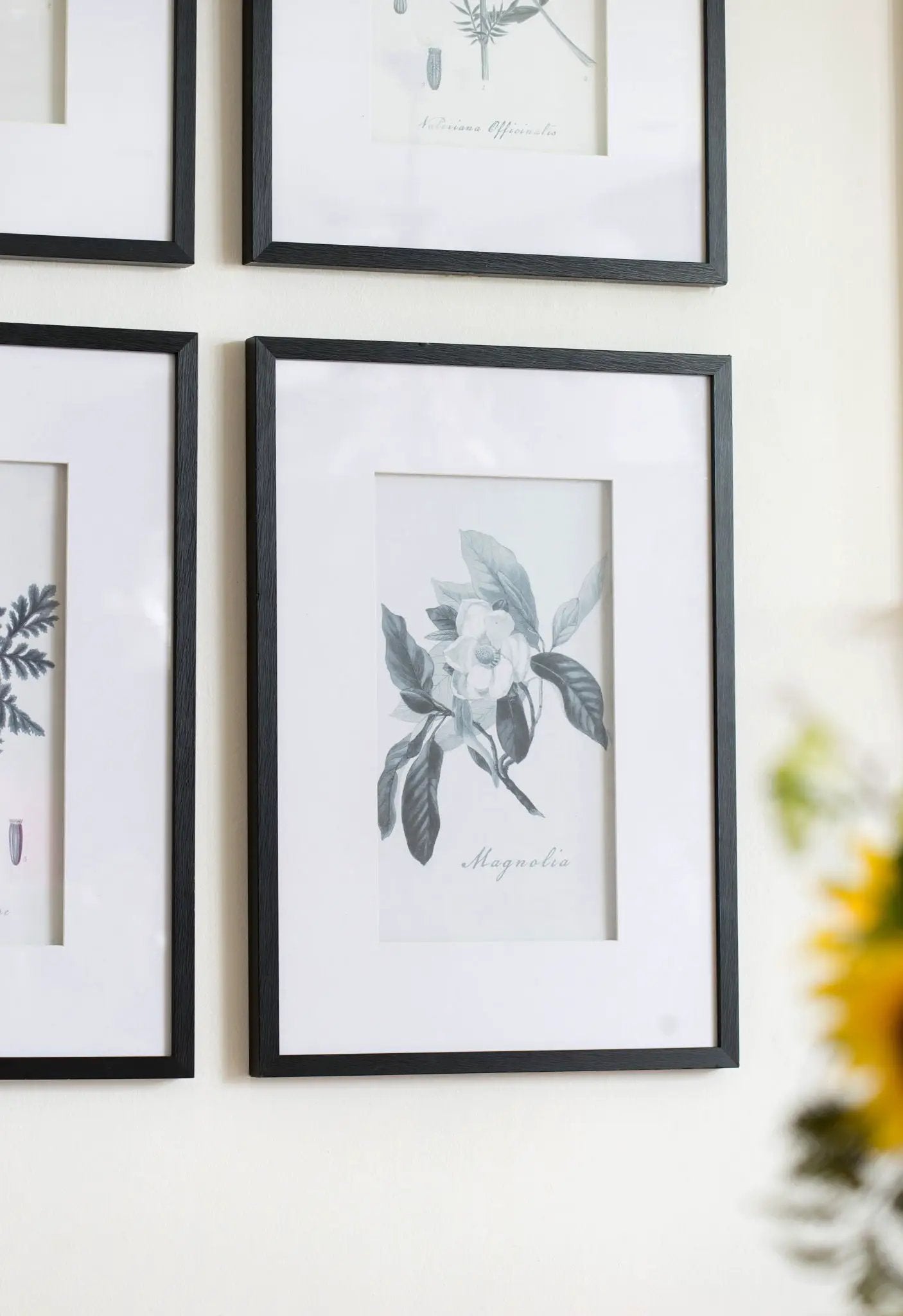Botanical Wall Art Prints, Home Decor For Living Room Dining Room, Bedroom, Hallway (Set of 4) - White / Black by HouseOfZazla