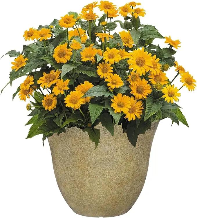 Classic Home and Garden Honeysuckle Planter, Patio Pot, 13" Fossil Stone (One Pack) by GreenHaven Gardens