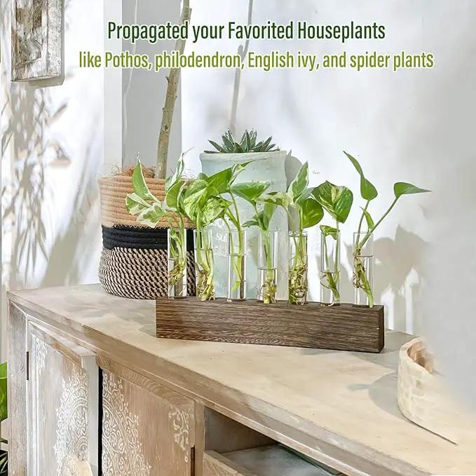 KAXYEW Desktop Glass Plant Propagation Station Test Tube Plant Terrarium in Wooden Stand for Hydroponic Plants Cutting Office Home Decoration by GreenHaven Gardens