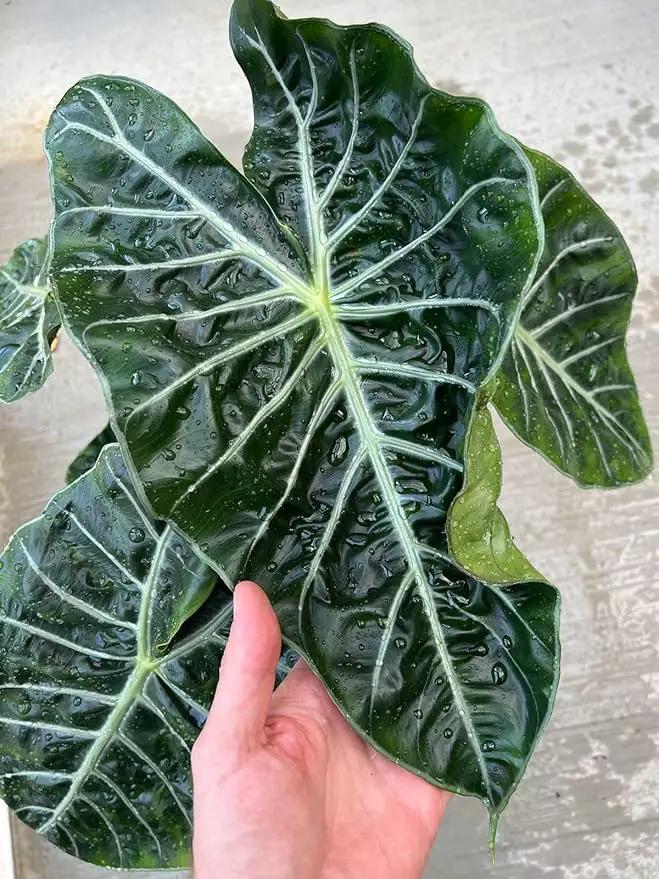 Premium Alocasia Plant Soil Mix by Gardenera - Stimulate Growth and Elevate Leaf Elegance with Nourishing Formula - 5 Quart by GreenHaven Gardens