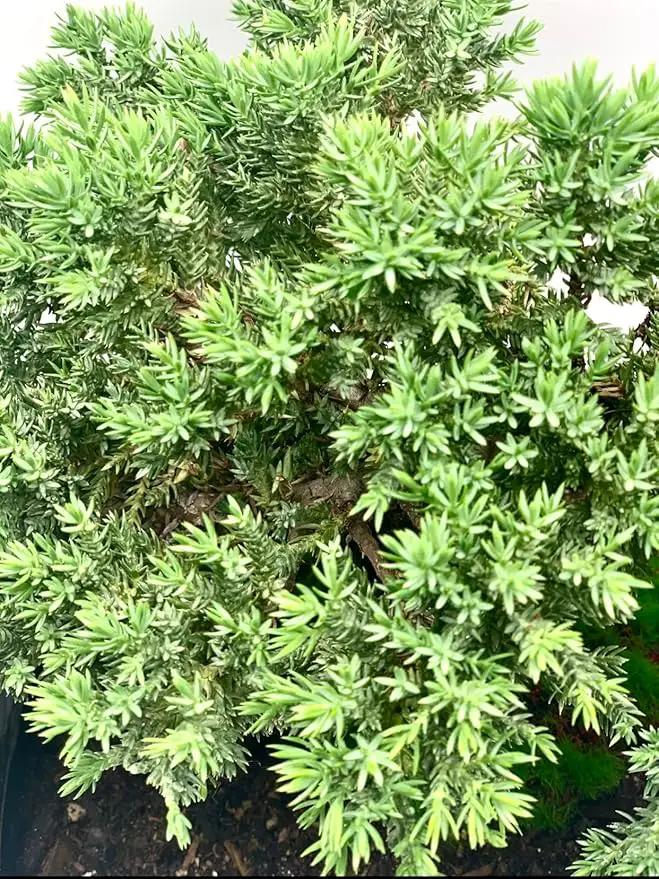 Live Dwarf Juniper Bonsai Tree 15+Years Old | Juniper or Jade Bonsai Tree | Indoor/Outdoor | 100% Handcrafted| Home and Office Décor | Best Gift for Holiday (style4) by GreenHaven Gardens