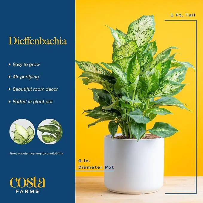 Costa Farms Dieffenbachia Live Plant Indoor, Easy Grow Light and Watering Houseplant, Potted in Indoors Garden Decor Plant Pot, Soil, Grower's Choice, Home and Office Plants Decor, 1 Foot Tall by GreenHaven Gardens