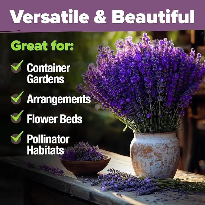 HOME GROWN 𝗨𝗦𝗔 𝗣𝗥𝗘𝗠𝗜𝗨𝗠 English Lavender Seeds 2 Pack 3000 𝗡𝗢𝗡-𝗚𝗠𝗢 Wildflower Seed, for Planting Indoor Outdoor High Germination Flower Seeds (Lavandula antustifolia) by GreenHaven Gardens