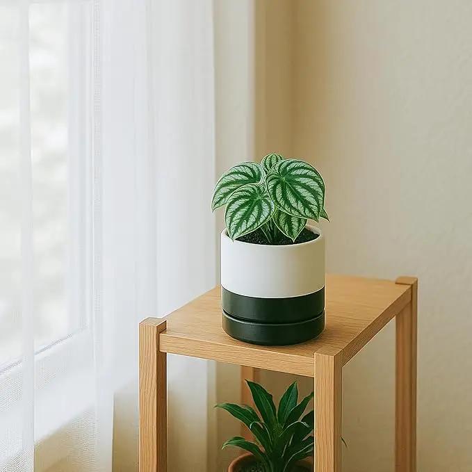 D'vine Dev 4.6 Inch Ceramic Planter Pot with Drainage Hole and Saucer, Indoor Cylinder Round Planter Pot, Layered Monochrome Black & White, 94-O-B-L by GreenHaven Gardens