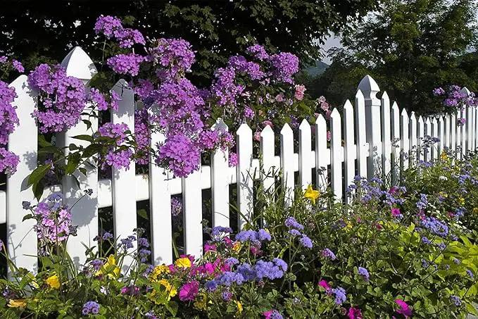 10000+ Perennial Mix Wildflower Seeds 16 Assorted Varieties of Heirloom Flower -1oz Zinnia Poppy Crimson Clover Milkweed Lupine Marigold Mexican Hat Sage Nasturtium by GreenHaven Gardens
