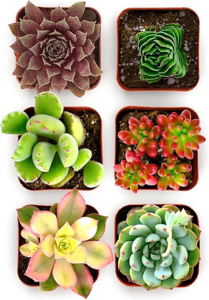 Shop Succulents Colorful Succulent Plant Pack 2" Grow Pot Pack of 6 by GreenHaven Gardens