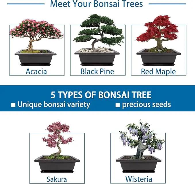 Bonsai Starter Kit, 5 Seeds Growing into Acacia, Wisteria, Sakura, Red Maple and Black Pine, Including Complete Gardening Tools with A Gift Box, Christmas Gifts for Men Women Beginners by GreenHaven Gardens