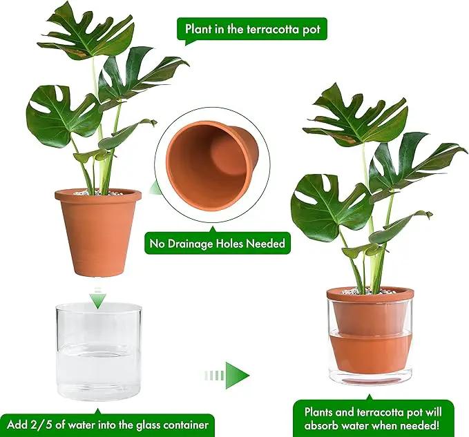 D'vine Dev 6 Inch Design Self Watering Pot for Indoor Plants, Terracotta Planter with Cylinder Glass Cup, 37-X-B-1 by GreenHaven Gardens