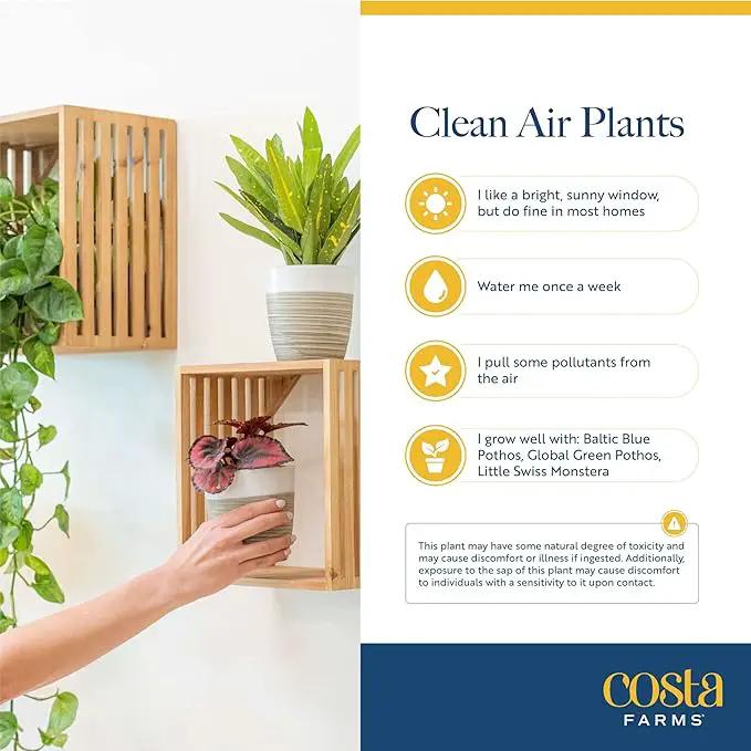 Costa Farms Live House Plants (6 Pack), Easy to Grow Live Indoor Houseplants, Grower's Choice Air Purifier Set, Potted in Indoors Garden Plant Pots, Potting Soil, Housewarming Gift, Home or Room Decor by GreenHaven Gardens