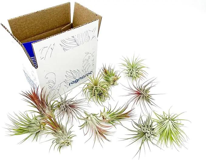 Air Plants - Tillandsia Ionantha Pack, Regular 1-3" - 12ct - Live Arrival Guaranteed - House Plants for Home Decor & Gift by GreenHaven Gardens