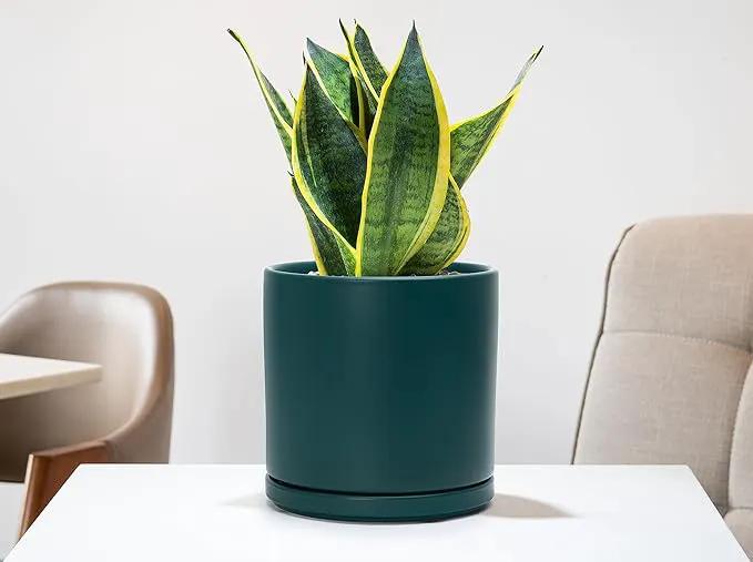 D'vine Dev 8 Inch Ceramic Planter Pot with Drainage Hole and Saucer, Indoor Cylinder Round Planter Pot, Teal, 94-O-D-9 by GreenHaven Gardens