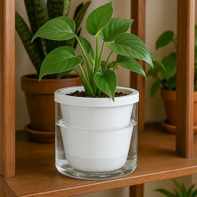 D'vine Dev 6 Inch Design Self Watering Planter for Indoor Plants, White Terracotta Pots with Cylinder Glass Cup, 37-X-B-2 by GreenHaven Gardens