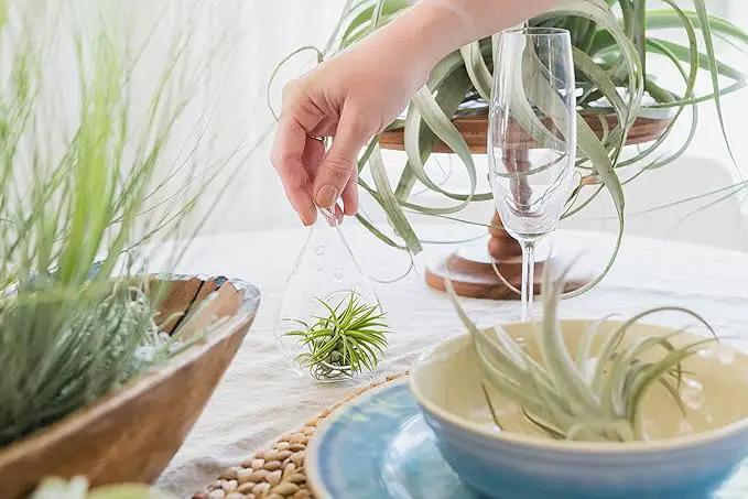 5 Pack Ionantha Air Plants Live Tillandsia Succulent Air Plant - Available in Wholesale and Bulk - Home and Garden Decor - Easy Care Indoor and Outdoor Plants Holders by GreenHaven Gardens