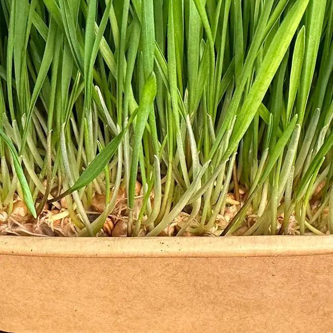 Organic Wheatgrass Premium Grow Kit 4 Pack | Whetagrass Juice | Catgrass | Non GMO Mixed Seeds | Wheatgrass Shot by GreenHaven Gardens